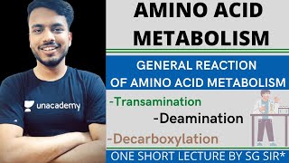 amino acid metabolism biochemistry  general reaction of amino acid metabolism  transamination [upl. by Atnwahsal]