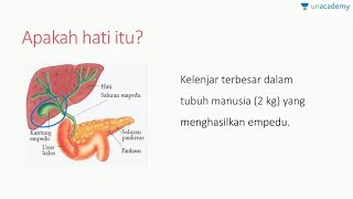 Alat Ekskresi Hati Biologi  SBMPTN UN SMA [upl. by Ewell258]