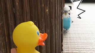 アヒルの人形を見たインコの反応 This Is How Budgie Reacts to Duck [upl. by Nenney]