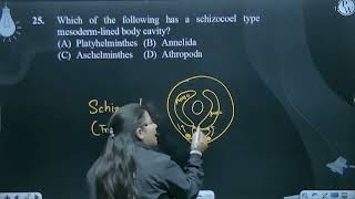 Which of the following has a schizocoel type mesodermlined body cavity [upl. by Edrei]