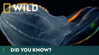 Worlds Deadliest Jellyfish Comb Jellies  Deadliest Month Ever  National Geographic Wild UK [upl. by Siclari]