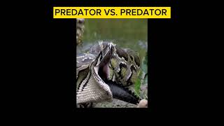 PREDATOR VS PREDATOR [upl. by Aleakcim406]