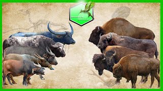 Bison vs Buffalo Size Comparison Living Extinct [upl. by Mcclimans527]