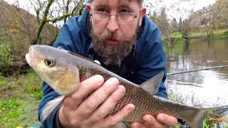 Pêche à la graine  beaux poissons blancs en rivière  Semois [upl. by Akimahs]