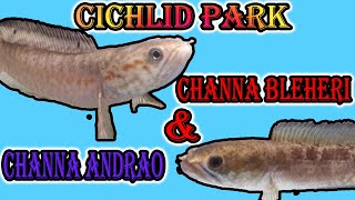 Channa Bleheri amp Channa Andrao  Cichlid Park [upl. by Charyl]