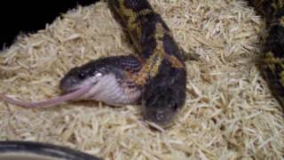 Two Heads Snake eating The Reptile Zoo Amazing [upl. by Euqinomod147]