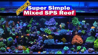 Super Simple Reef tank  Tank tour of Winceys packed mixed SPS 210G Saltwater Reef Aquarium [upl. by Avehsile]