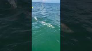 Tarpon fishing off gheenoe lt25 beach fishing boating gheenoe outdoors wildlife summer [upl. by Bart]