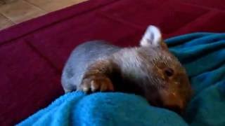 Meet Warra from Sleepy Burrows Wombat Sanctuary these July School Holidays [upl. by Ahsemrac]