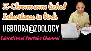 ZSex Chromosome linked InheritancevsbooraBioTopVision bsczoology biology bio genetics gene [upl. by Siddra]