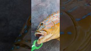 Giant CORAL TROUT Double Hookup fishing fishinglife fish [upl. by Farlay]