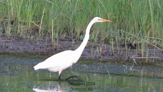 Egrets Oromocto NB [upl. by Cirdahc107]