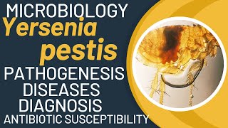 Yersinia pestis bacillus  bubonic plague bacteria  Yersinia pestis pathogenesis [upl. by Adniral]