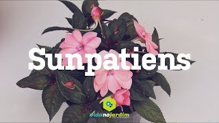 Sunpatiens [upl. by Aissat147]