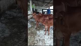 bezerros sindi da fazenda misterioso em Sobral [upl. by Tahpos]