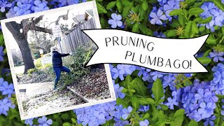 Pruning Plumbago in Zone 9B  🌿Some Plans For This Garden Bed🌿  Dig Plant Water Repeat [upl. by Branca434]