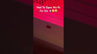 Story Of Me amp A Fly 🪰🤣🤣 viralvideo funny friendship comedy fyp crazyfly youtubeshorts cod [upl. by Nodab]