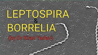 Microbiology lectures Leptospira amp BorreliaBacteriology [upl. by Sotsirhc]