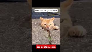 eso es algo setsi humor cats [upl. by Kendell]