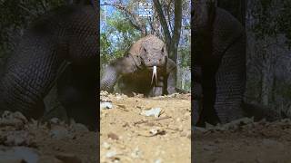 Massive Komodo Dragon Nature Walk Caught on Camera Short [upl. by Hayouqes403]