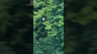 Belted Kingfisher calling and flying at river nature wildlife kingfisher [upl. by Sheena]