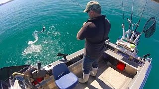 Wellington Boat Fishing  New Zealand Gurnard fun in the sun [upl. by Gnaig]