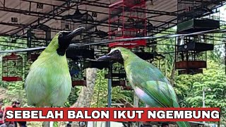 SEBELAH BALON IKUT NGEMBUNG [upl. by Eiramalegna]