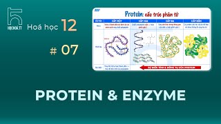 Protein amp Enzyme Căn bản [upl. by Amory]