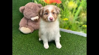 🐶 Australische herdershond 🐶 reu 🐶 PUP ID 010408870 🐶 [upl. by Killoran]