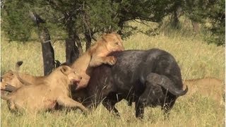 Battle at Serengeti buffalo lions amp elephants [upl. by Benjamen824]