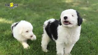 Mini Sheepadoodle Puppies [upl. by Bryna]