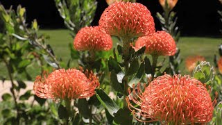 Protea plant garden update  20 months later  protea leucospermum leucadendron and mimetes [upl. by Strickler]