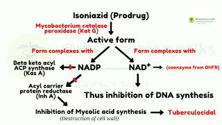 Isoniazid and its Mechanism of Action [upl. by Hardwick]