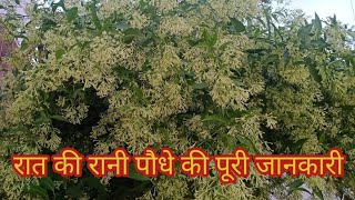 रात की रानी पौधे की पूरी जानकारी  How to grow and care Night Blooming Jasmine [upl. by Nylesaj]