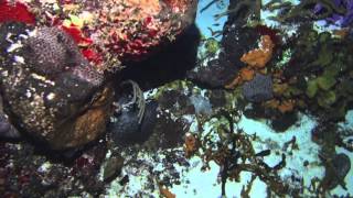 Cozumel Diving Part 2 2013 [upl. by Yerffoej]