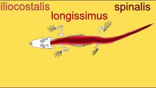 epaxial muscles in vertebrates [upl. by Brill]