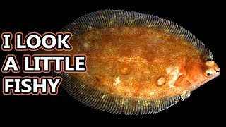 Flounder Flatfish Facts the ONESIDED FISH 🐟 Animal Fact Files [upl. by Ingalls240]