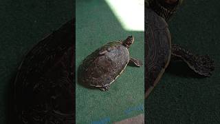 Indian roof turtle 🐢🐢 shorts turtle tortoise pets animals [upl. by Mehsah967]