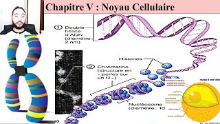 cours de biologie cellulaire s1 svi fssm et BCG 2023 le noyau cellulaire [upl. by Prosperus]