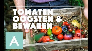 Tomaten oogsten en bewaren  Grow Cook Eat 54 [upl. by Einattirb395]