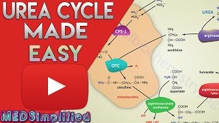 Urea Cycle Made Simple  Biochemistry Video [upl. by Nageem319]