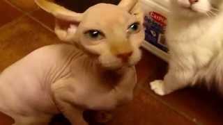 Sphynx cat meowing for food Sfinks miauczy o jedzenie [upl. by Soirtemed]