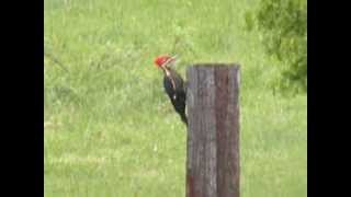 IVORYBILLED WOODPECKER [upl. by Sessilu859]