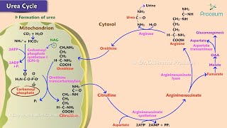 Urea cycle Animation  Site Steps Regulation Energetics  USMLE Step 1 [upl. by Lowrance]