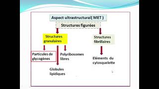 Cytologieبالعربية  3 La Membrane Plasmique  Part 2 La Composition Chimiques  Architecture [upl. by Akinom]