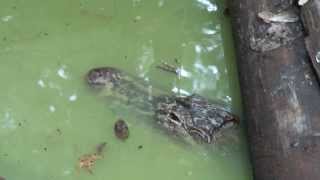 Mother Alligator and her babies  Tosohatchee Wildlife Management Area Florida [upl. by Shanahan259]