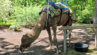 Dromedary Camel Takes Short Break [upl. by Ellehcyt310]