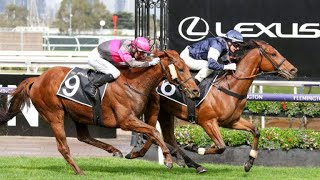 POINT KING going into Melbourne Cup 2024 after winning the G3 Lexus Archer Stakes [upl. by Slade716]