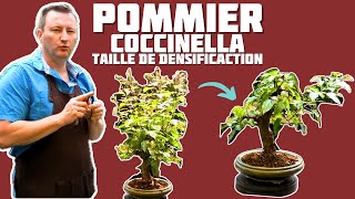 Taille de Densification sur un Pommier Bonsai🌱 NEJIKAN BONSAI 🌱 [upl. by Aleibarg657]