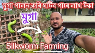 কেনেকৈ মুগা পালন কৰে Muga Farming॥ Muga cultivation process॥ Silkworm farming॥ Pure muga silk Assam [upl. by Ameluz]